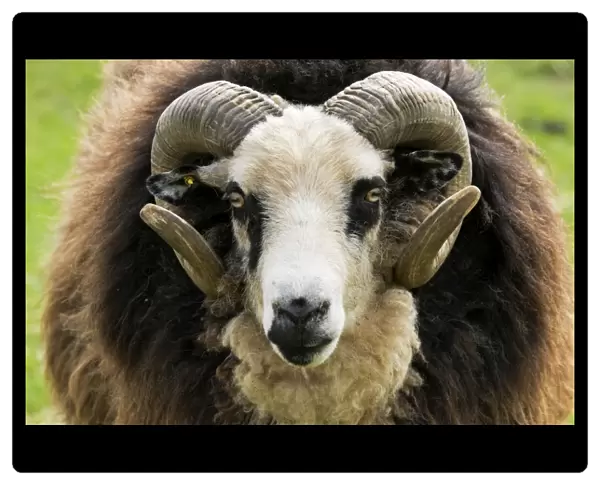 Head and horns of Shetland sheep - ram. Rare Breed Trust Cotswold Farm Park Temple Guiting near Stow on the Wold UK. The smallest breed of British sheep it was thought to be brought to the Shetlands by the Vikings over 1000 years ago