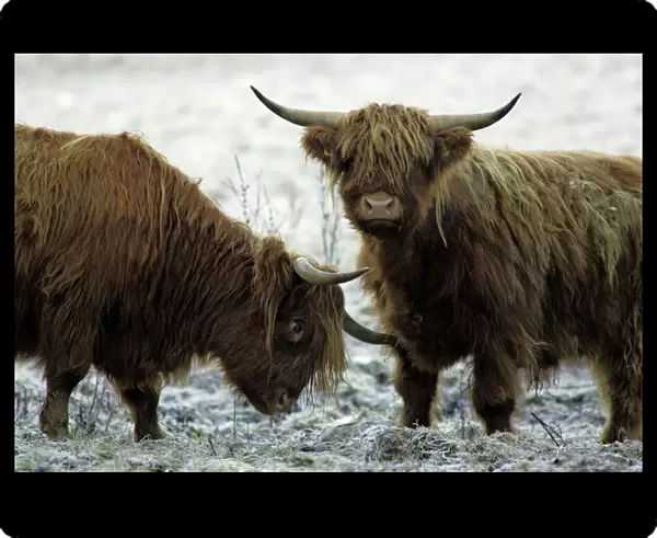 Highland Cattle - Two young bulls Lower Saxony, Germany