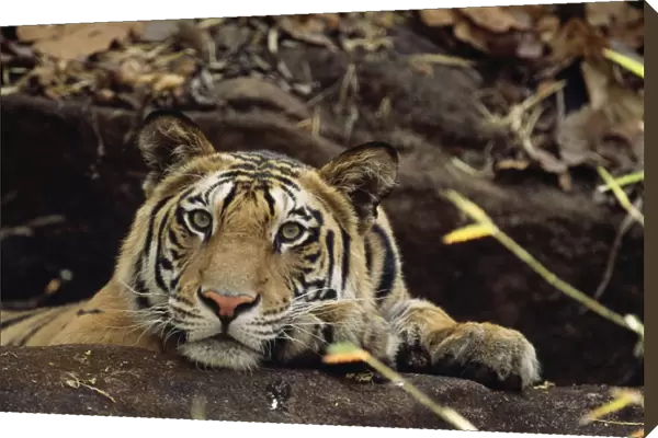 Bengal  /  Indian Tiger - on the black rock Bandhavgarh National Park, India