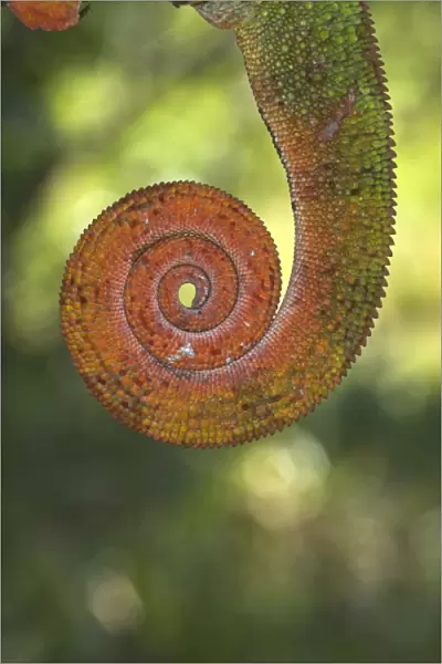 Tail of Panther Chameleon, North west Madagascar