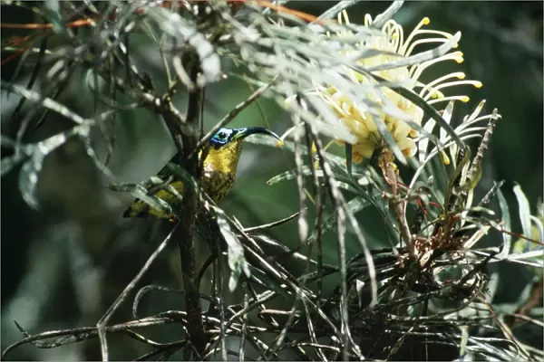 Wattled False  /  Asity Sunbird Male. Perinet, Madagascar