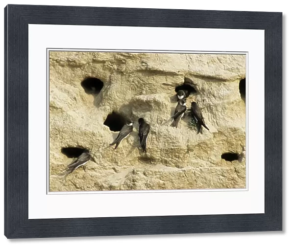 Sand Martins - quarrel about nest-holes in a sand wall of a ravine near river Bolshoi Ugan, near Ugut settlement; Uganskii Nat. reserve, Siberia, Russia; spring Ug37. 0375