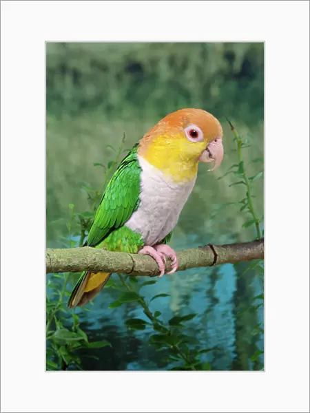 White-bellied Caique