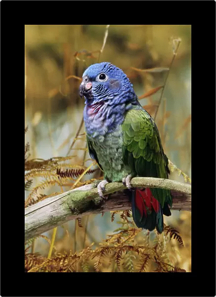 Blue-headed Pionus Parrot