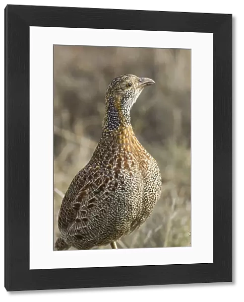 Grey-winged Francolin - Adult. Feeds on invertebrates, tubers, rhizomes and bulbs. Endemic in South Africa and Lesotho. Inhabits montane grasslands. Mountain Zebra National Park, Eastern Cape, South Africa