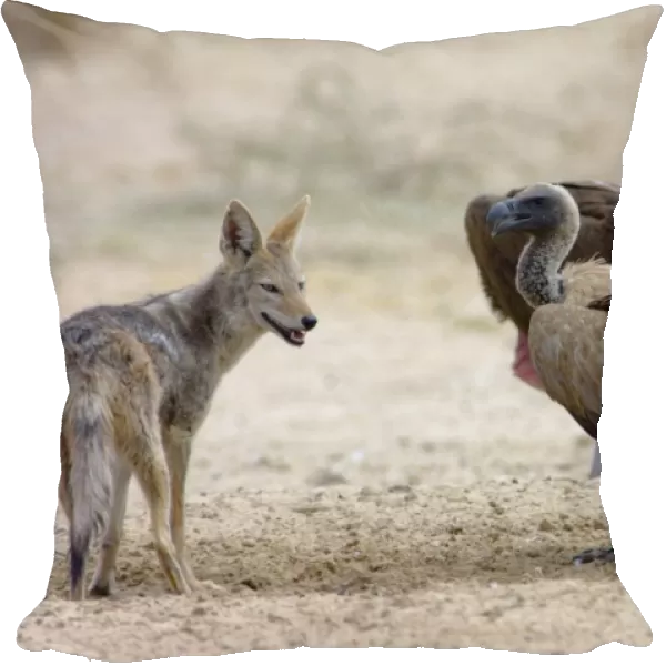 Black-backed Jackal approaching White-backed Vultures (Aegypius africanus) at waterhole. Kgalagadi Transfrontier Park, Northen Cape, South Africa