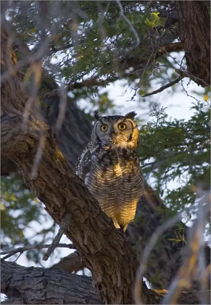 Spotted Eagle-Owl - Adult on roost in early morning. Preys on small mammals, birds, reptiles, arthropods, snails and carrion. Commonest eagle-owl in subregion. Inhabits desert, woodland, savanna and wooded suburbia