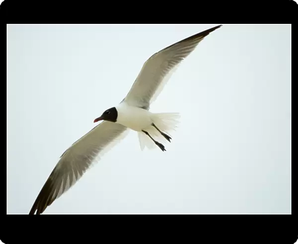 Laughing Gull in flight, adult plumage. Opportunistic scavenger. Common along coasts of USA and adjoining islands. Grand Bahama, Bahamas