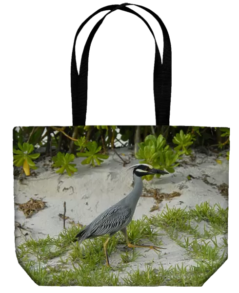 Yellow-crowned Night-Heron in breeding plumage. Searching for crabs in hotel grounds. Inhabits salt marshes, mangroves and swamps. Roosts in trees in wet woods, swamps and low coastal shrubs