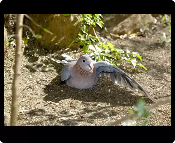 Laughing Dove sunbathing with spread wings. The commonest South African dove, well adapted to gardens and cities. Inhabits diverse habitats, avoiding desert areas. Grahamstown, Eastern Cape, South Africa