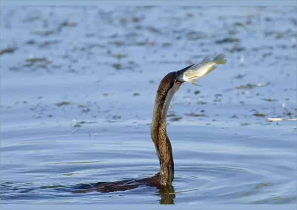 African Darter  /  Darter  /  Snakebird swallowing recently caught tilapia fish; body characteristically submerged. Andries Vosloo Kudu Reserve, nr. Grahamstown, Eastern Cape, South Africa