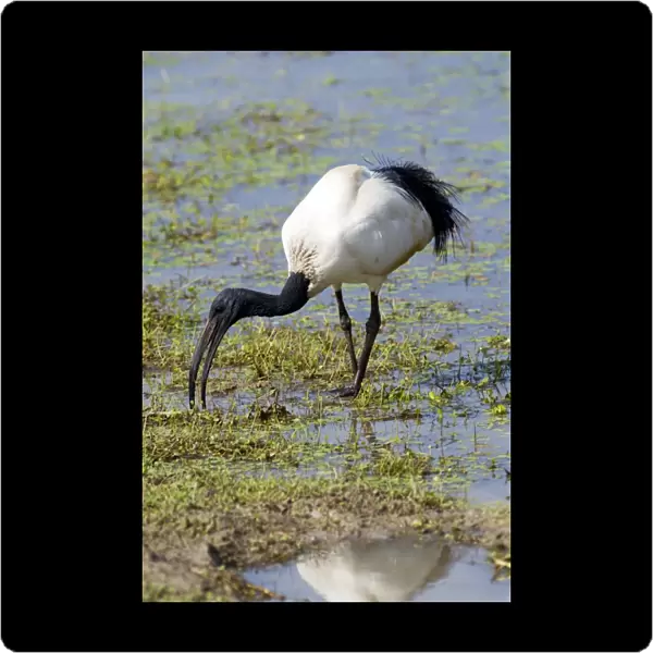 African Sacred Ibis foraging at edge of pan. Andries Vosloo Kudu Reserve, nr Grahamstown, Eastern Cape, South Africa