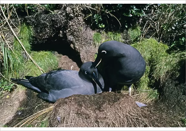Sooty albatross - pair at nest