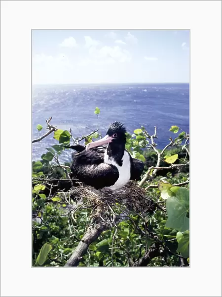 Christmas Island frigatebird - female on nest