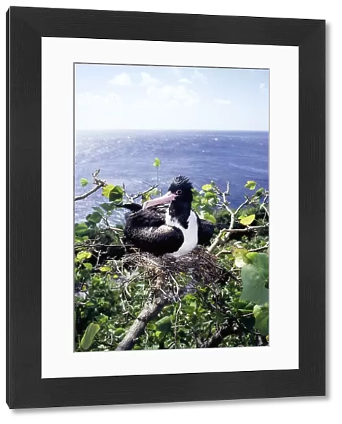 Christmas Island frigatebird - female on nest