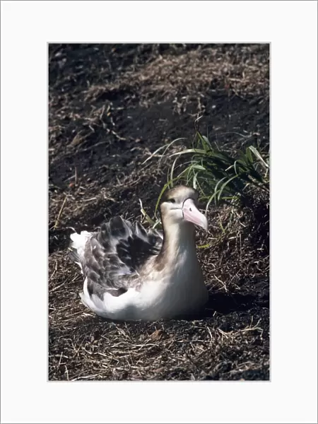 Short-tailed albatross - Immature. Torishima Island is a volcanic peak rising out of the Pacific Ocean, South of Japan and an important breeding ground for the Short-tailed albatross. Listed as Vulnerable (VU) on the IUCN Red List
