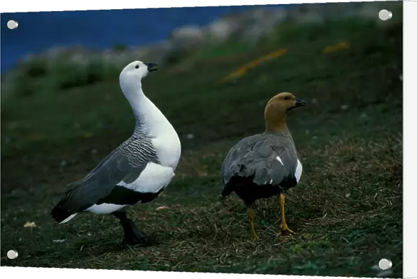 Upland goose - male and female pair