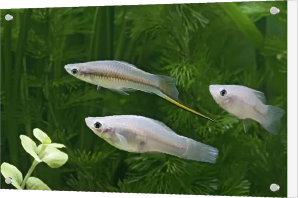 Green swordtail – side view –male with females- tropical freshwater – Central America 002601