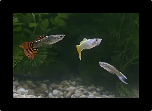 Guppy  /  Millionfish – 3 males- tropical freshwater – variants - originally South & Central America 002745