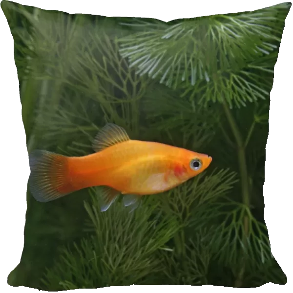 Sunset platy – side view - tropical freshwater - variant 002643