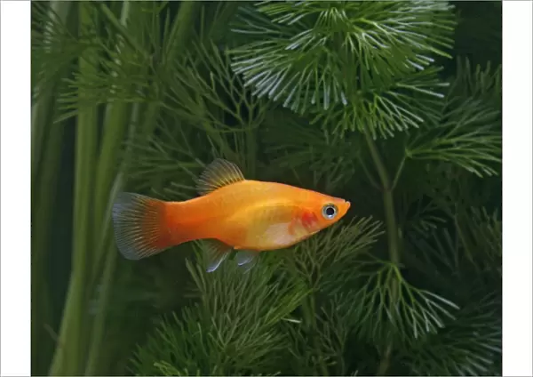 Sunset platy – side view - tropical freshwater - variant 002643