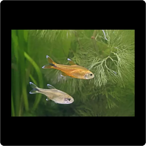Silver tipped tetras – side view, tropical freshwater Brazil 002858