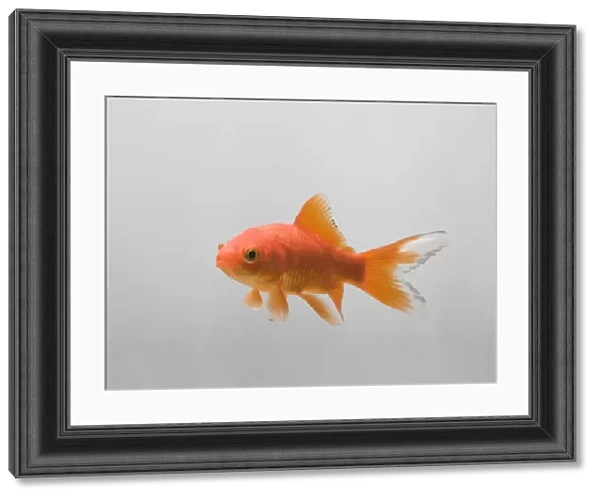 Goldfish – three quarter view