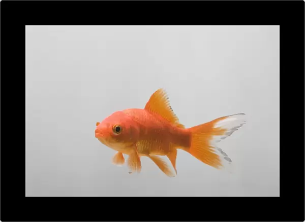 Goldfish – three quarter view