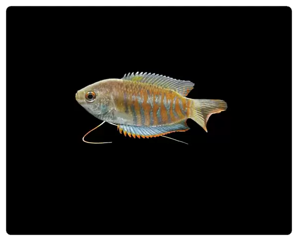 Indian giant gourami – male side view black background tropical freshwater Asia 002080