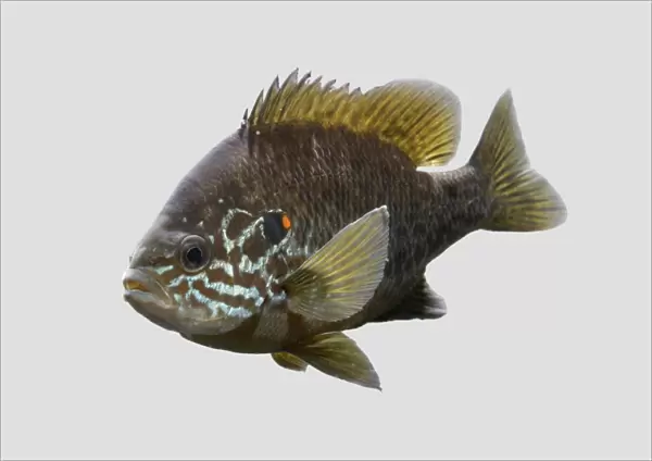 Pumkinseed  /  Kiver Fish – grey background side view – N America – alien species in UK