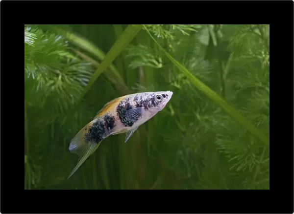 Swordtail Fish – male side view by weeds Dist: C America UK