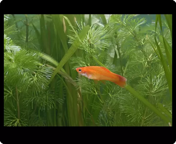 Swordtail Fish – female side view by weeds dist: C America UK