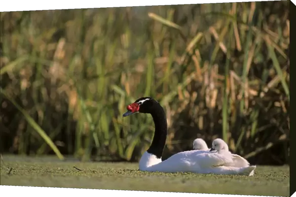 Black-necked Swan male with 3-9 days's chicks Breeding site ( pond with 'Scirpus' vegetation) september Argentine Pampa