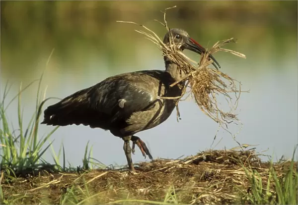 Hadeda Ibis With nest material