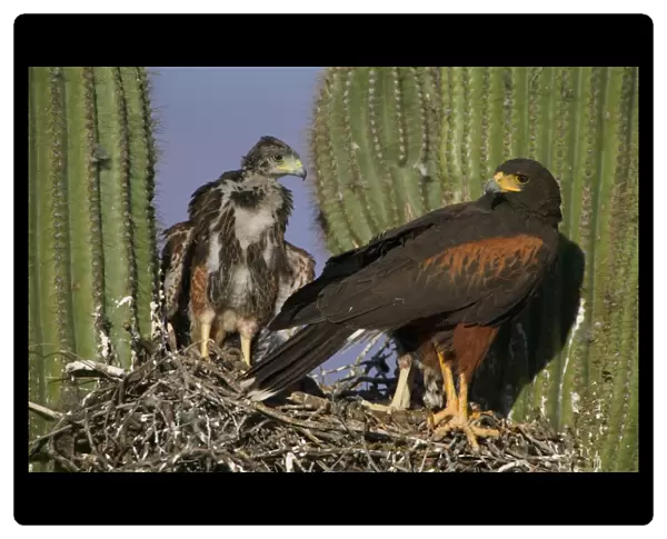 Harris Hawk - Adult with young at nest, on saguaro cactus Arizona, USA