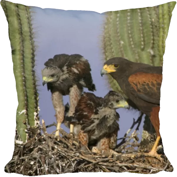 Harris Hawk - Adult with young at nest, on saguaro cactus showing rabbit prey Arizona, USA