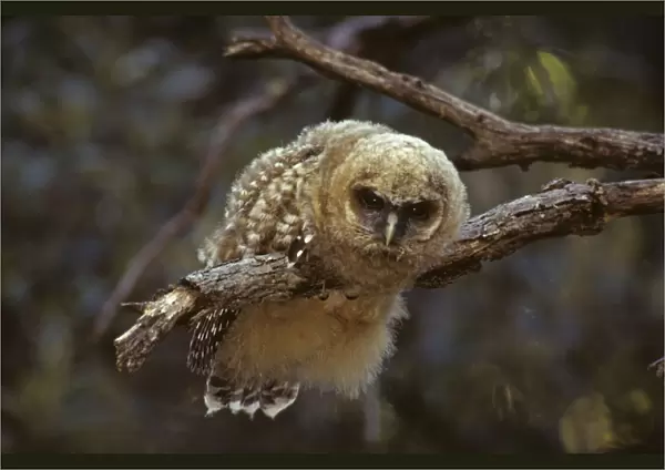 Spotted Owl - Young perched on branch - Arizona, USA - Inhabits thickly wooded canyons-humid forests - Strictly nocturnal - Uncommon - Decreasing in numbers and range due to habitat destruction