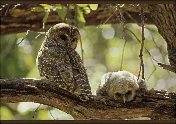 Spotted Owl with Young - Arizona, USA - Inhabits thickly wooded canyons-humid forests - Strictly nocturnal - Uncommon - Decreasing in numbers and range due to habitat destruction