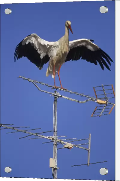 European White Stork - Perched on antenna Spain