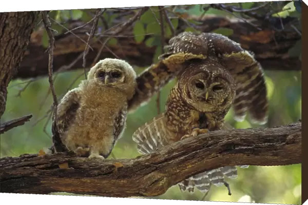 Mexican Spotted Owl -Adult and young in tree - Arizona - Threatened species - Inhabits mature coniferous and mixed forest and wooded canyons - Involved in recent controversies between logging