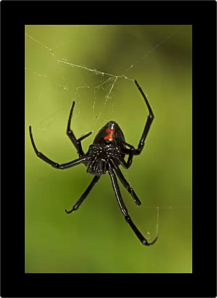 Black Widow Spider (Latrodectus hesperus) - Female - Arizona - Characterized by a a bright red-orange hourglass shape on the underside - Found throughout most of North America-more commonly in warmer climates - Common around man-made structures such