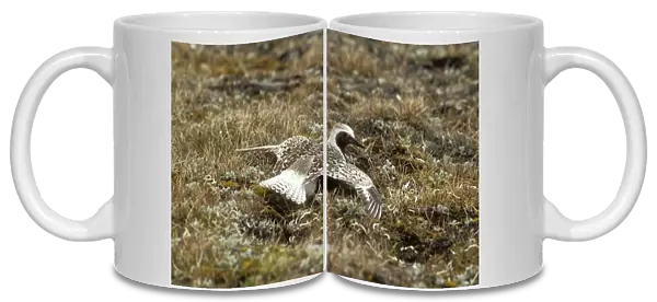 Grey  /  Black-bellied Plover Feigning injury