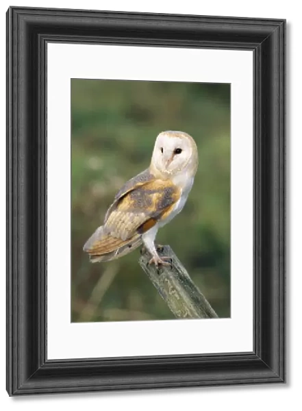 Barn Owl. CK-1820. BARN OWL - perching. Tyto alba