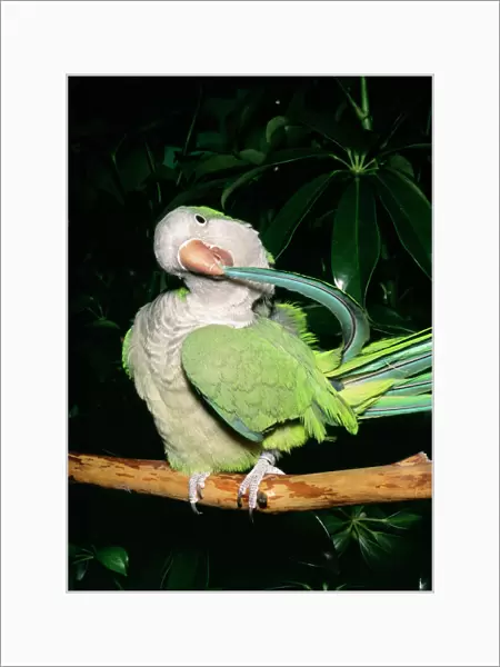 Quaker  /  Monk Parakeet - Preening South America