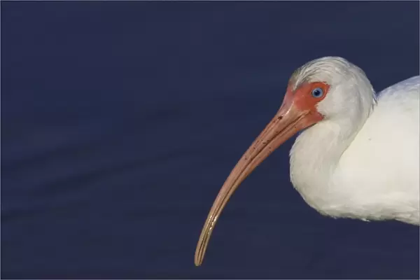 White Ibis - close-up Ding Darling NWR, Florida, USA BI000893