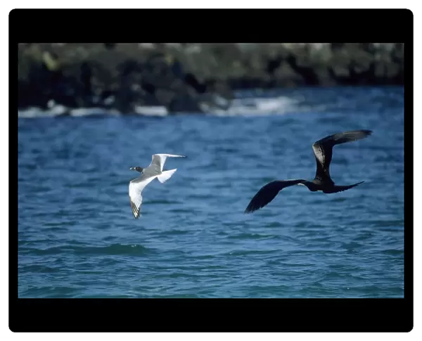 Great Frigatebird - chasing Swallowtail Gull (Larus furcatus) Tower Island (Genovesa), Galapagos BI002221