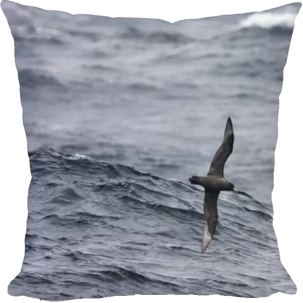 White-Chinned Petrel - In flight over sea Antarctic Ocean BI007525