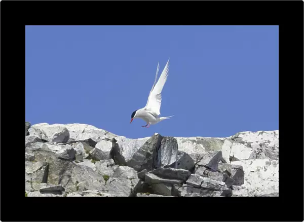 Antarctic Tern - Coming in to land at breeding site Sterna vittata Half Moon Island Antarctica BI012479