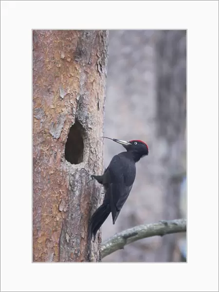 Black Woodpecker - Male at Nest Hole Showing Tongue Dryocopus martius Oulu Region, Finland BI014225