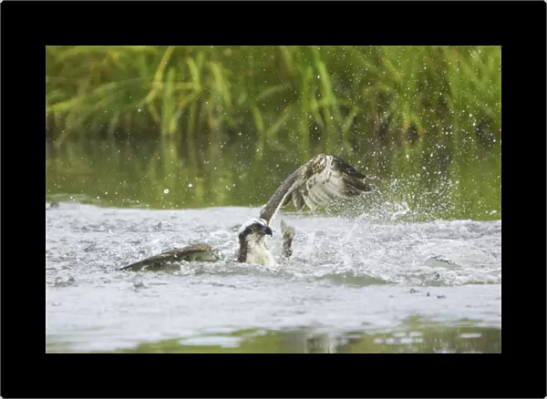 Osprey - Catching Fish Pandion haliaetus Finland BI014758